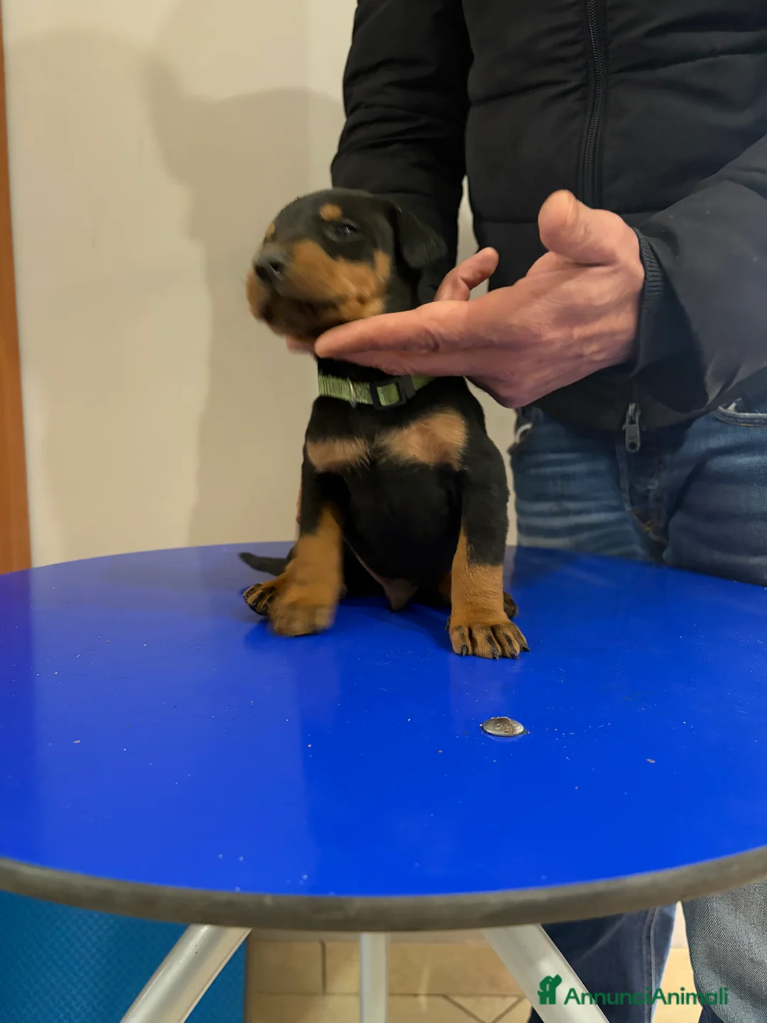 Dobermann cani in vendita: Vendo cuccioli di dobermann - Annuncio 10