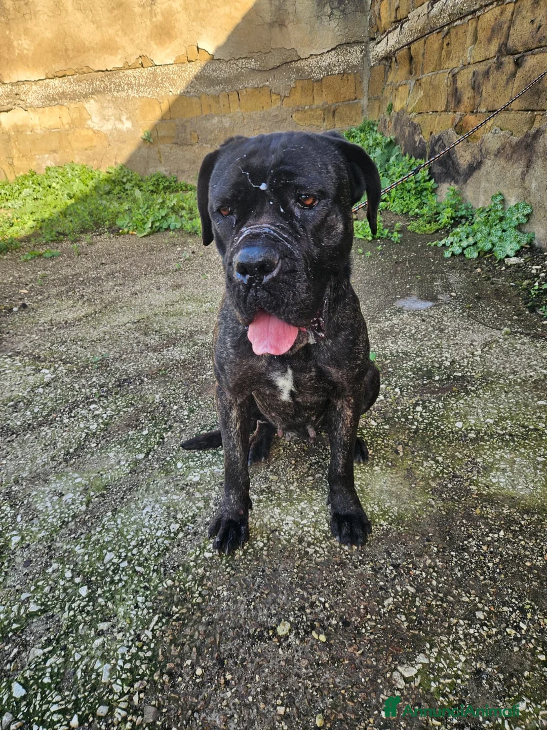 Cane Corso cani in regalo: Lucia: cane corso maltrattata dolcissima  - Annuncio 13