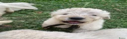 Pastore Abbruzzese Maremmano cani in vendita: Vendita cucciolo Pastore Maremmano  - Annuncio 1