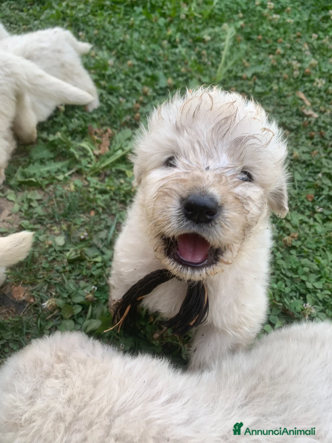 Pastore Abbruzzese Maremmano cani in vendita: Vendita cucciolo Pastore Maremmano  - Annuncio 1