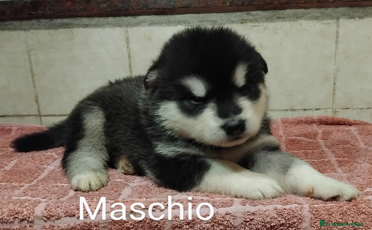 Alaskan Malamute cani a Città Metropolitana di Firenze - Annuncio 14
