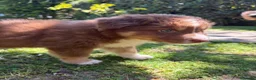 Australian Shepherd cani in vendita: Cuccioli red pastore australiano - Annuncio 6