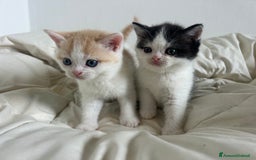 British gatti in vendita: 🐾 Cuccioli British Shorthair 🐾  a Provincia di Padova - Immagine 10