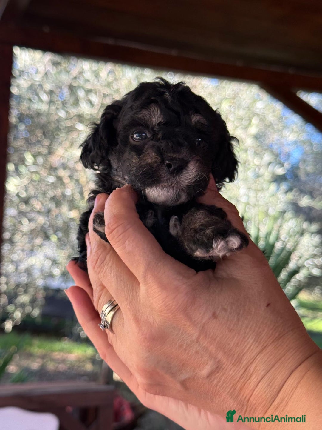 Barboncino Toy cani in vendita: Barboncini toy  - Annuncio 4