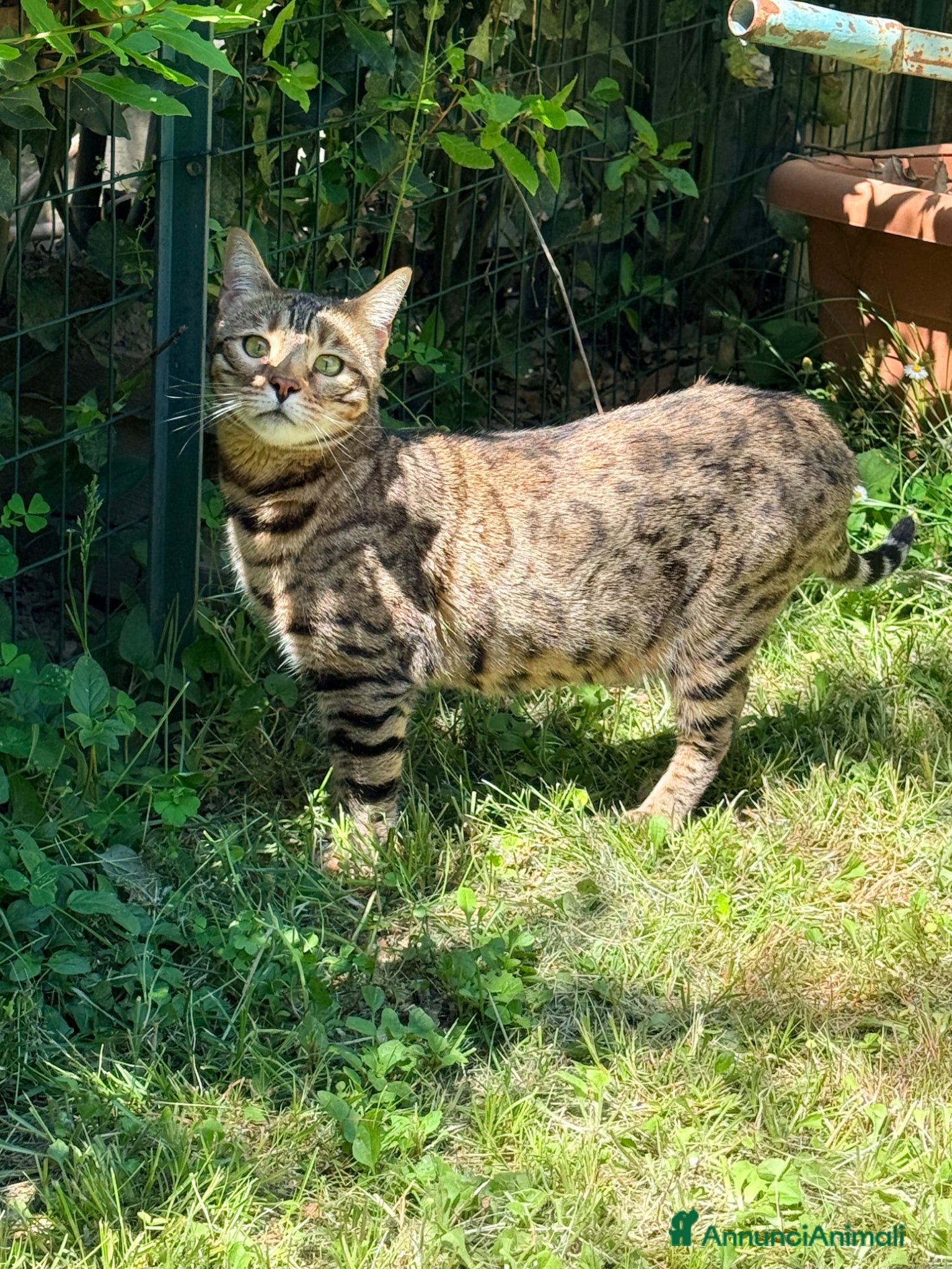 Bengala gatti in vendita: Gatto bengala a Provincia di Pistoia - Annuncio 5
