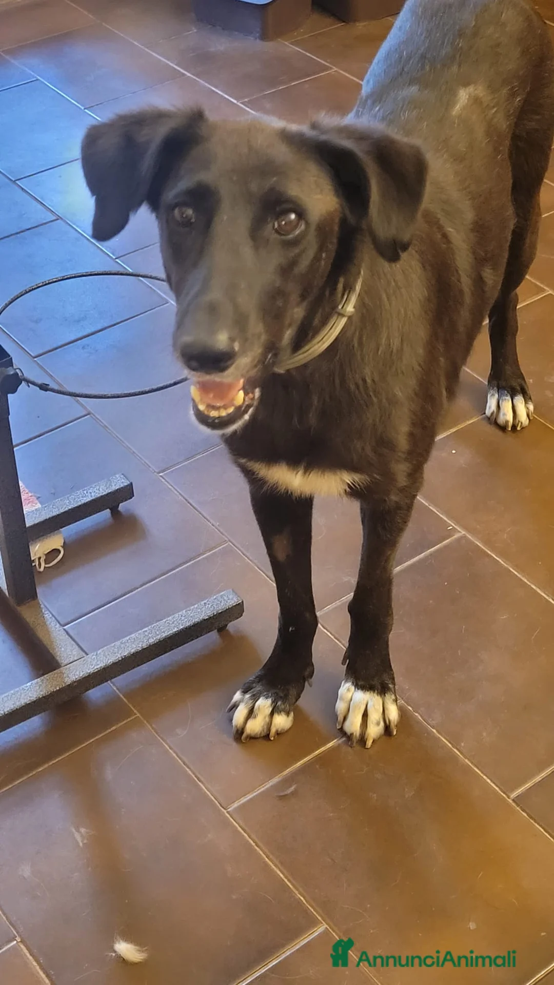 Meticcio cani in regalo: Dolcissima meticcia - BLACKY a Città Metropolitana di Milano - Annuncio 5