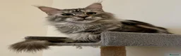 Maine Coon gatti in vendita: Cucciola Maine Coon  - Annuncio 2