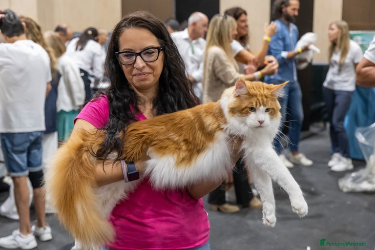 Immagine della galleria {{count}}