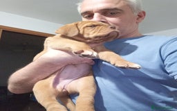 Dogue de Bordeaux cani in vendita: Disponibili Cuccioli di Dogue de Bordeaux a Provincia di Modena - Immagine 11