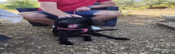 Meticcio cani in regalo: KEYLI cucciola taglia medio piccola - Annuncio 7