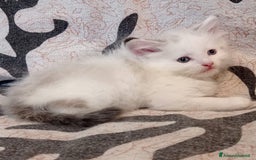 Siberiano gatti in vendita: Siberiano  a Provincia di Varese - Immagine 3