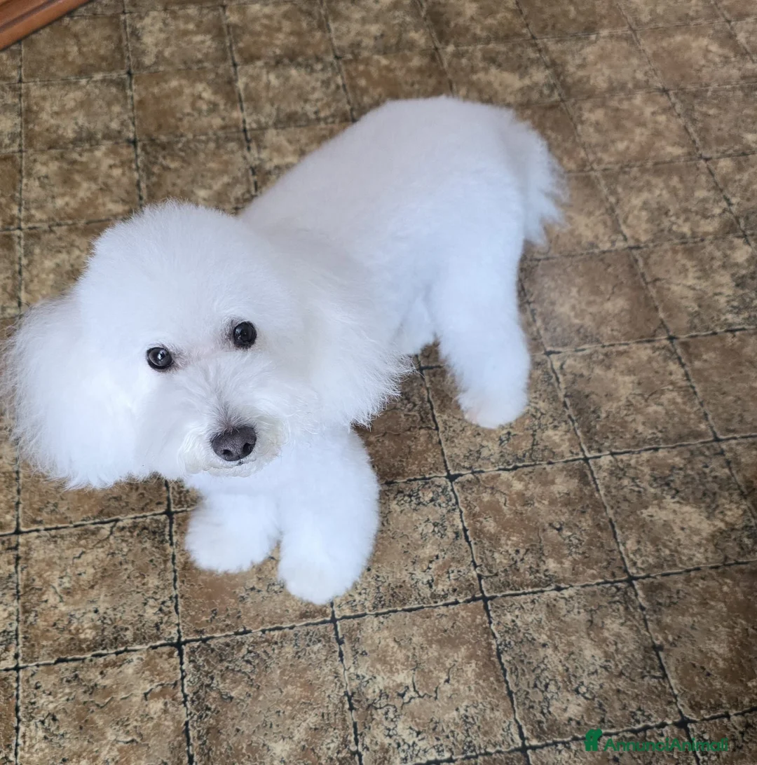 Barboncino Toy cani in vendita: Disponibile barboncina toy  - Annuncio 1