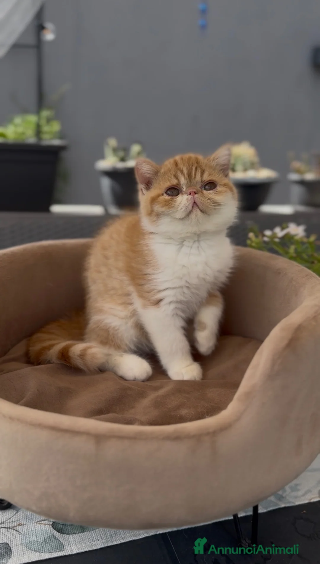 Exotic Shorthair gatti in vendita: Gatti Persiani e Exotic tutta Italia  - Annuncio 2
