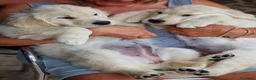 Golden Retriever cani in vendita: Golden retriever pronta consegna  - Annuncio 4