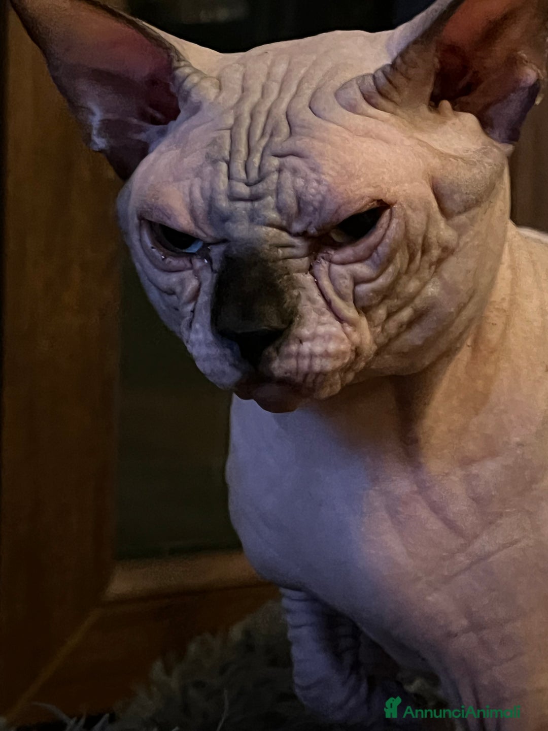 Sphynx gatti per accoppiamento: Sphynx  a Città metropolitana di Roma Capitale - Immagine 6