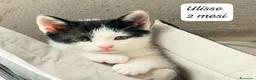 Altre razze gatti in regalo: Tanti gattini desiderosi di trovare casa  a Provincia di Bergamo - Annuncio 10