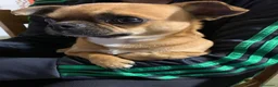 Chihuahua cani per accoppiamento: Femmina per accoppiamento  a Provincia di Cuneo - Annuncio 6