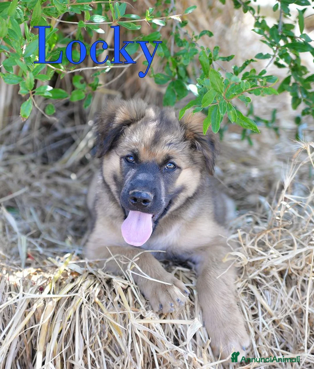 Meticcio cani in regalo: Locky ed Elvis bellissimi cuccioli in adozione - Annuncio 1