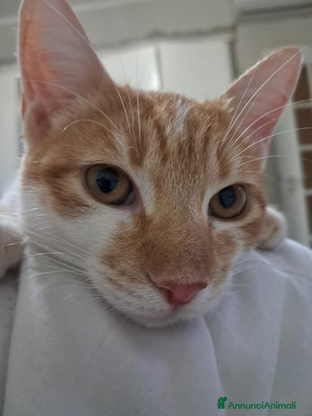 Europeo gatti - Annuncio 11