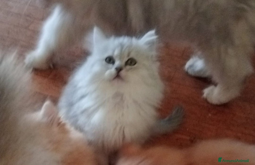 Persiano gatti in vendita: Gattini persiani normotipo  - Annuncio 11