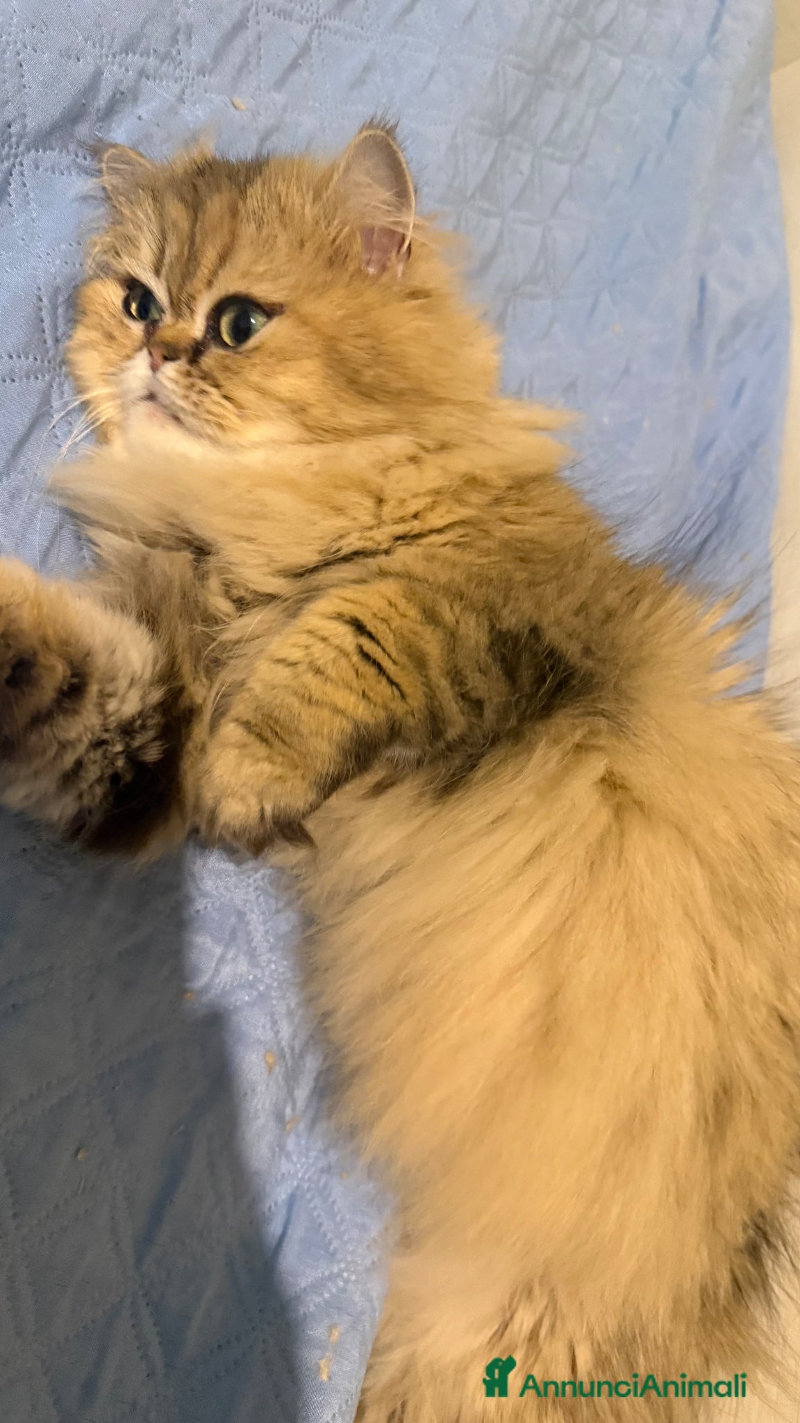 Persiano gatti in vendita: Cucciolo di gatto persiano chinchilla golden - Annuncio 1