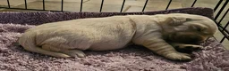 Golden Retriever cani in vendita: Cucciole Golden Retriever  - Annuncio 19