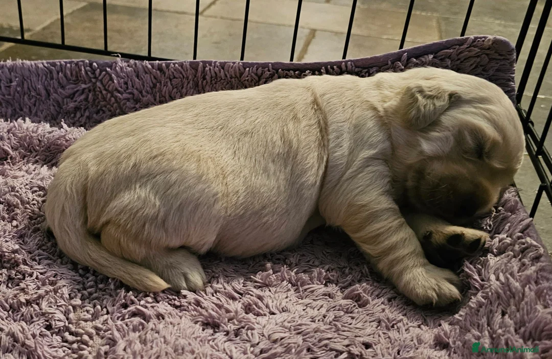 Golden Retriever cani in vendita: Cucciole Golden Retriever  - Annuncio 19