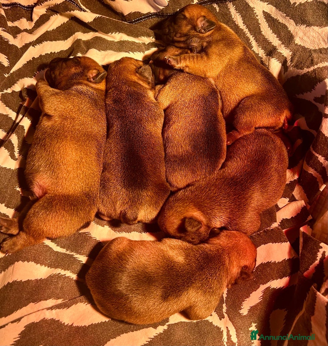 Bulldog Francese cani in vendita: cuccioli di Bulldog francese Red  - Annuncio 3