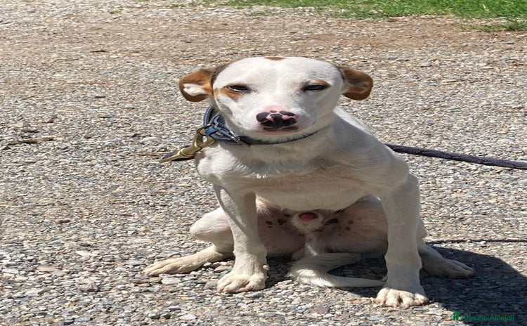 Altre razze cani a Provincia di Bergamo - Annuncio 1