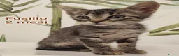 Europeo gatti in regalo: TANTI GATTINI BISOGNOSI  a Provincia di Reggio Emilia - Annuncio 5
