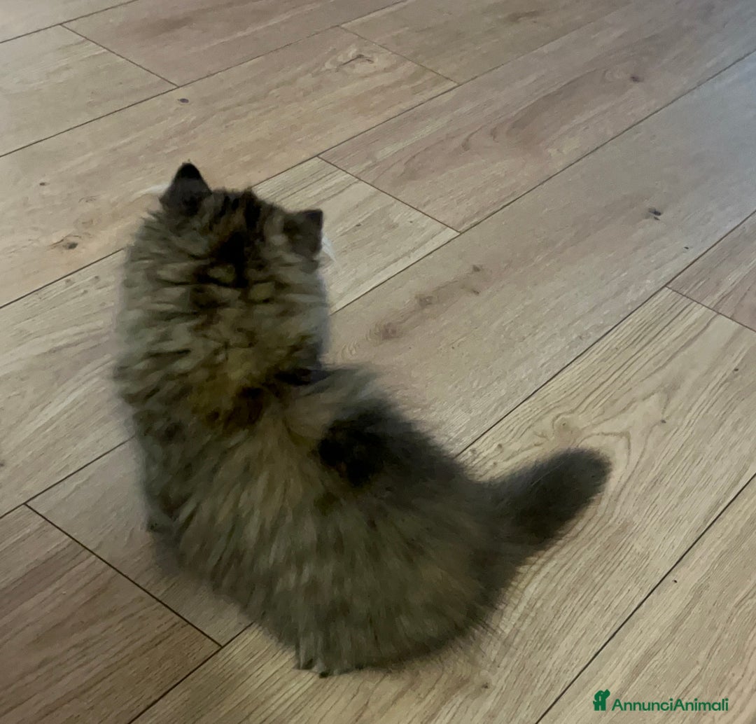 Persiano gatti in vendita: Gatto Persiano cucciolo - Annuncio 4