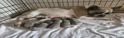 Bulldog Francese cani in vendita: Cuccioli di bulldog francese esotico - Annuncio 4