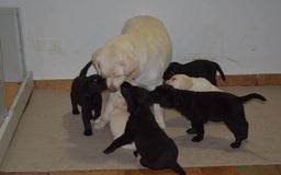 Labrador cani in vendita: Cuccioli Labrador disponibili a Modena | Cucciolo - Immagine 7