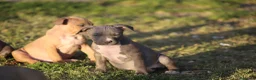 Pitbull cani in vendita: Pit Bull con pedigree anche a rate  - Annuncio 15