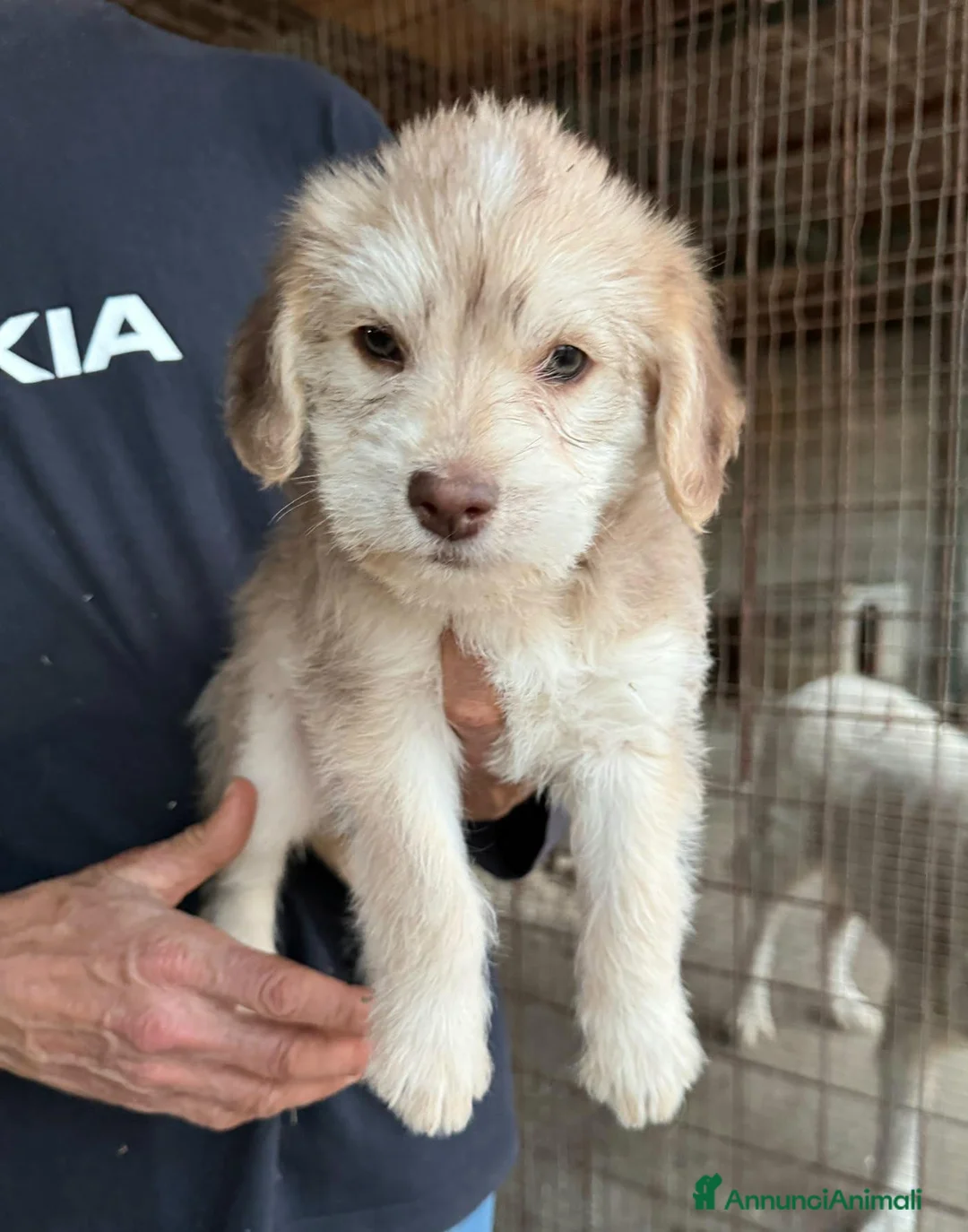 Meticcio cani in regalo: Tatiana 2 mesi mix lagotto - Annuncio 2