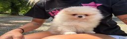Volpino Pomerania cani in vendita: Volpino di Pomerania  - Annuncio 5