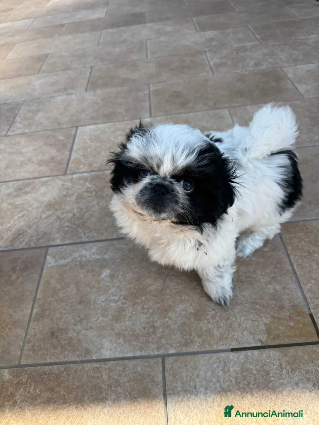 Pechinese cani in vendita: Cuccioli pechinese  - Annuncio 1