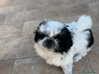 Pechinese cani Cuccioli pechinese - Annuncio 2