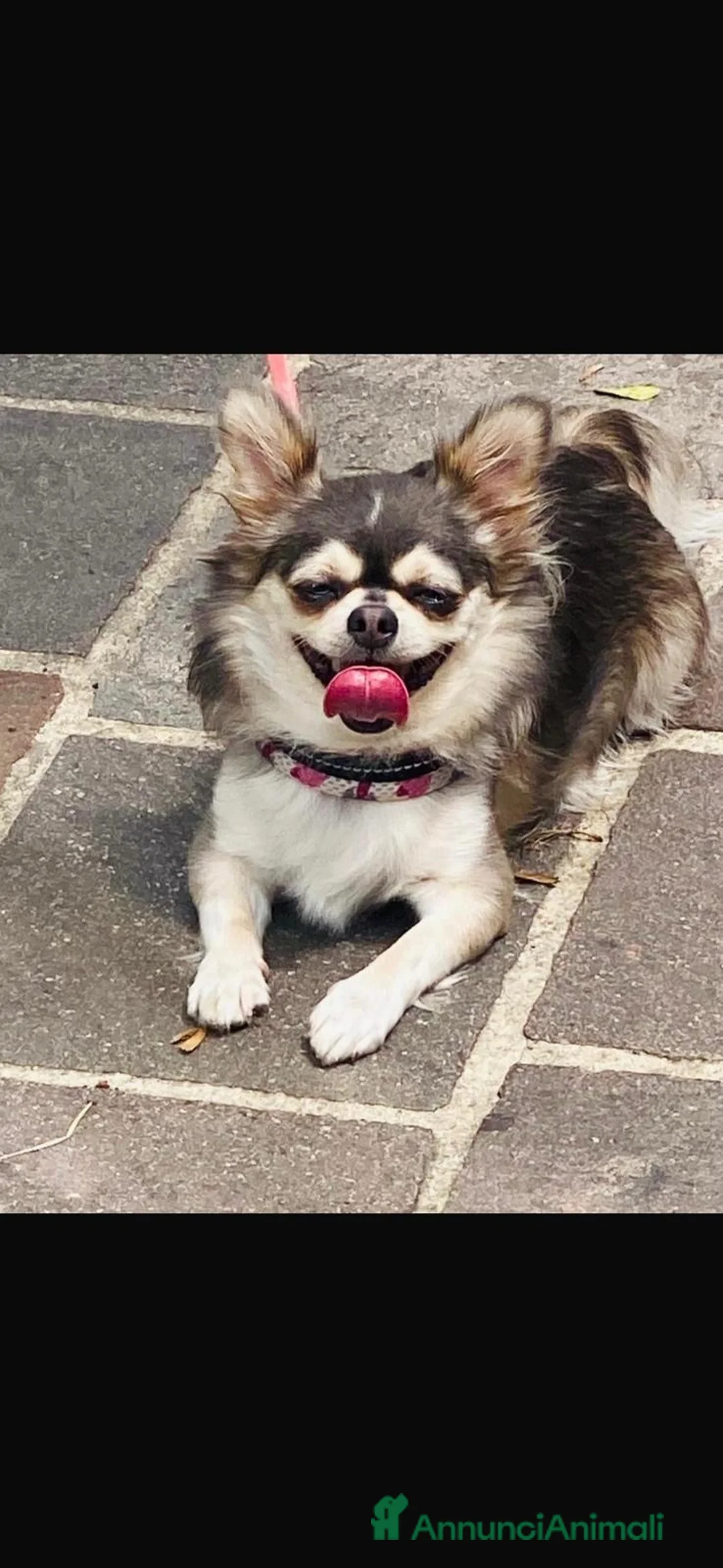 Chihuahua cani in vendita: Cucciolo di chihuahua  - Annuncio 3