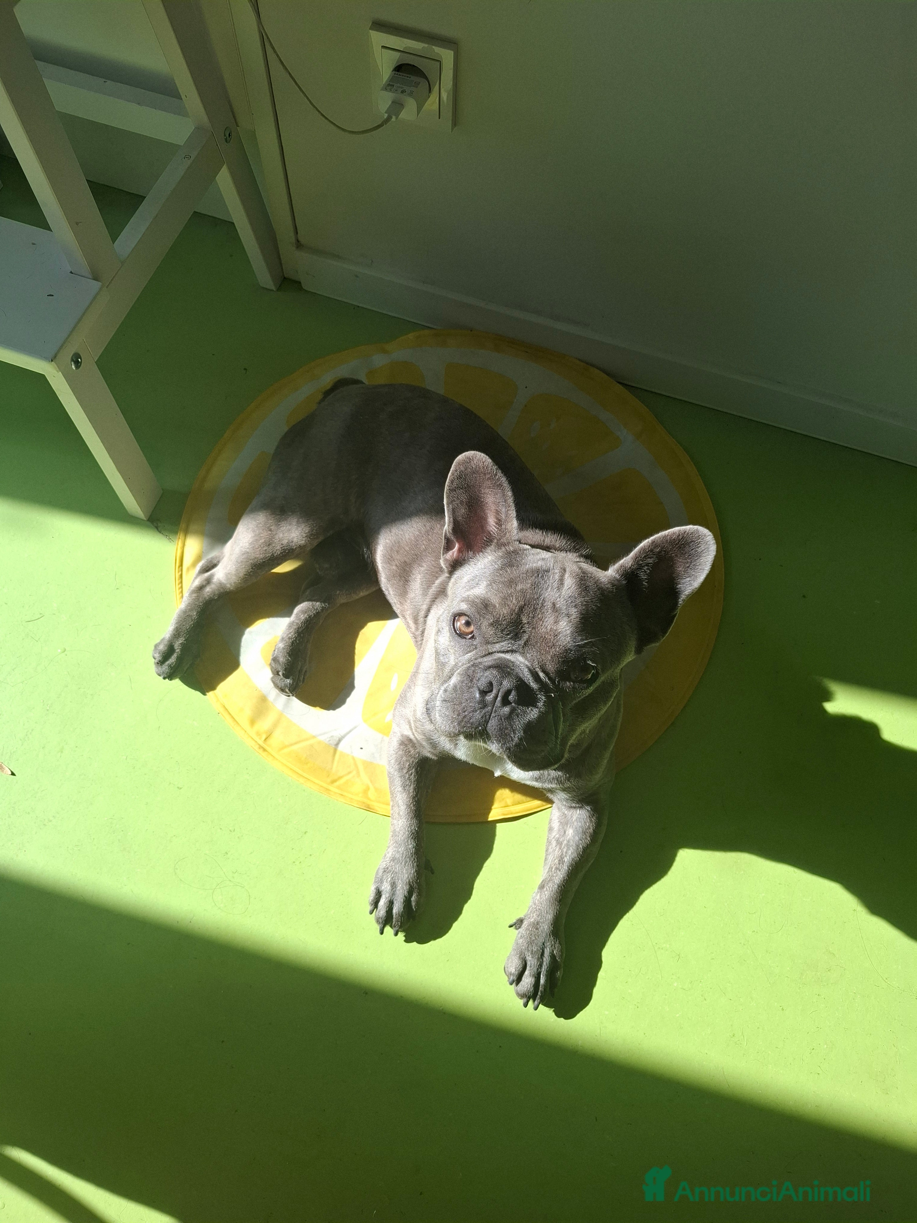 Bulldog Francese cani  Ciccio Maschio Bulldog Francese Cerca Femmina - Annuncio 1