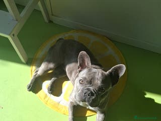 Bulldog Francese cani Ciccio Maschio Bulldog Francese Cerca Femmina - Annuncio 1