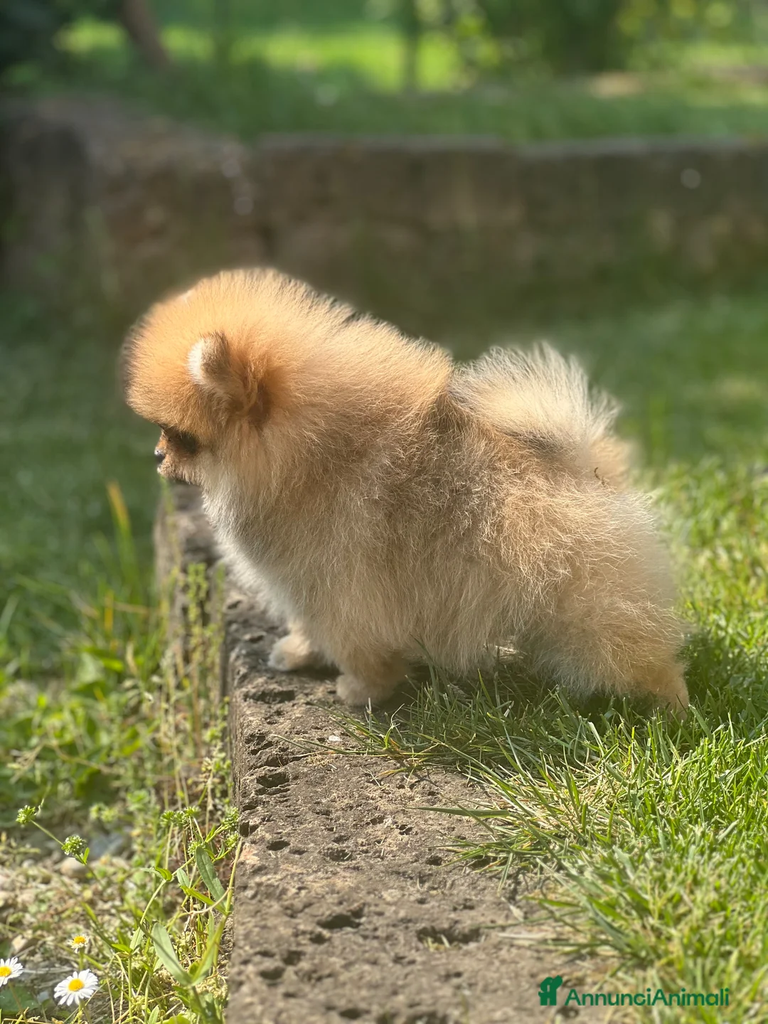 Volpino Pomerania cani in vendita: Cucciolo Pomerania con pedigree Enci - Annuncio 2