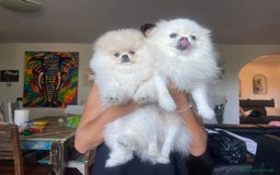 Volpino Pomerania cani in vendita: Volpino di Pomerania spritz nano  a Provincia di Viterbo - Immagine 11