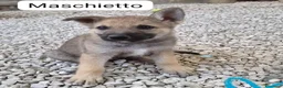Lupo Cecoslovacco cani in regalo: Prince splendido cucciolo mix lupo cecoslovacco  - Annuncio 1