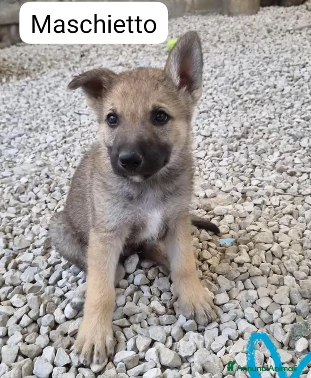 Lupo Cecoslovacco cani in regalo: Prince splendido cucciolo mix lupo cecoslovacco  - Annuncio 1