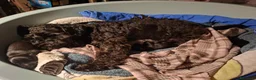Meticcio cani in vendita: CUCCIOLI METICCI  a Ente di decentramento regionale di Udine - Annuncio 2