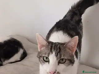 Europeo gatti Miele, adorabile gatto da adottare! - Annuncio 8