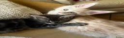 Maine Coon gatti in vendita: Cuccioli di Maine Coon  - Annuncio 2
