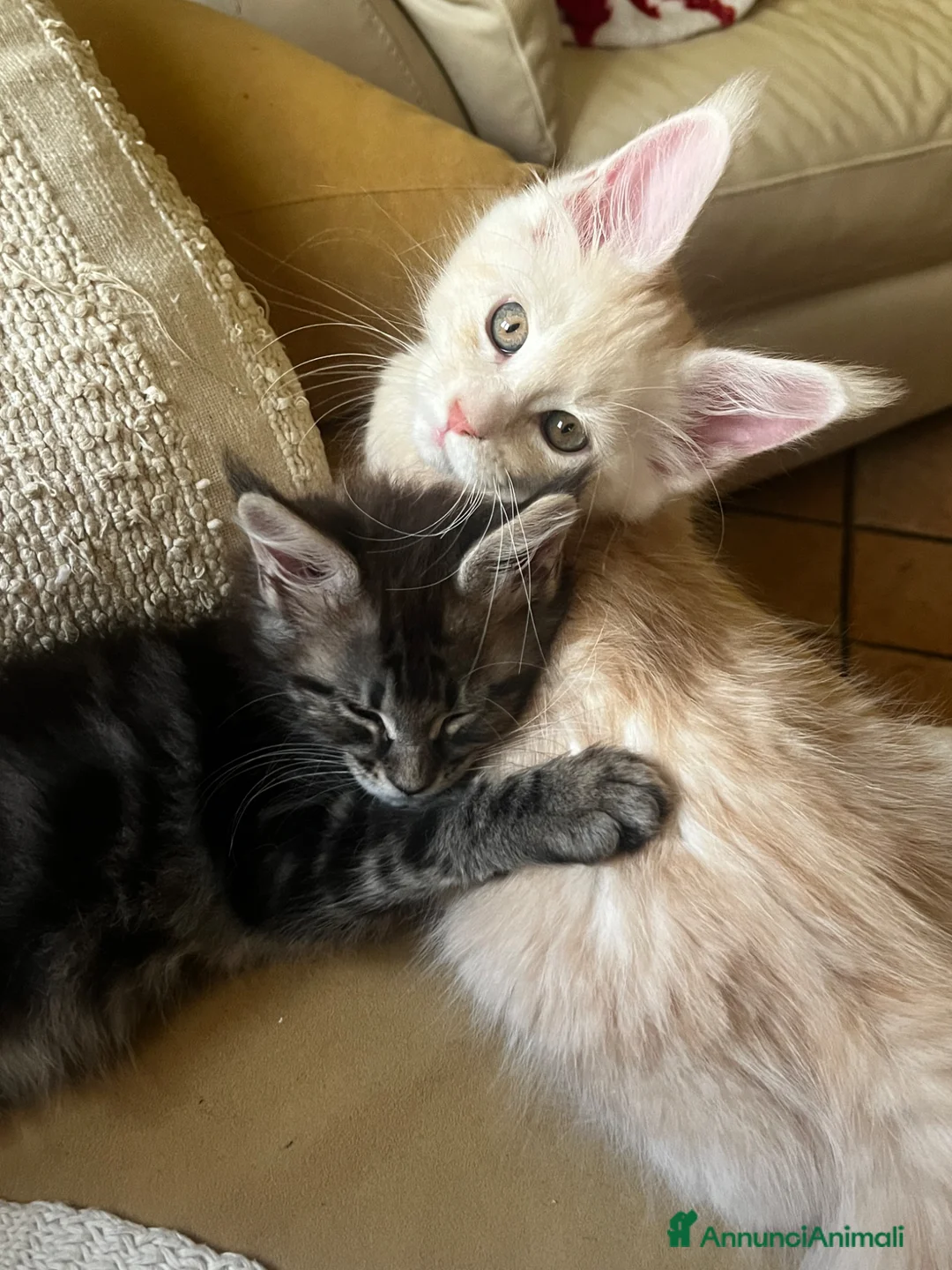 Maine Coon gatti in vendita: Cuccioli di Maine Coon  - Annuncio 2