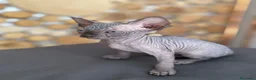 Sphynx gatti in vendita: Cuccioli Sphynks  - Annuncio 23